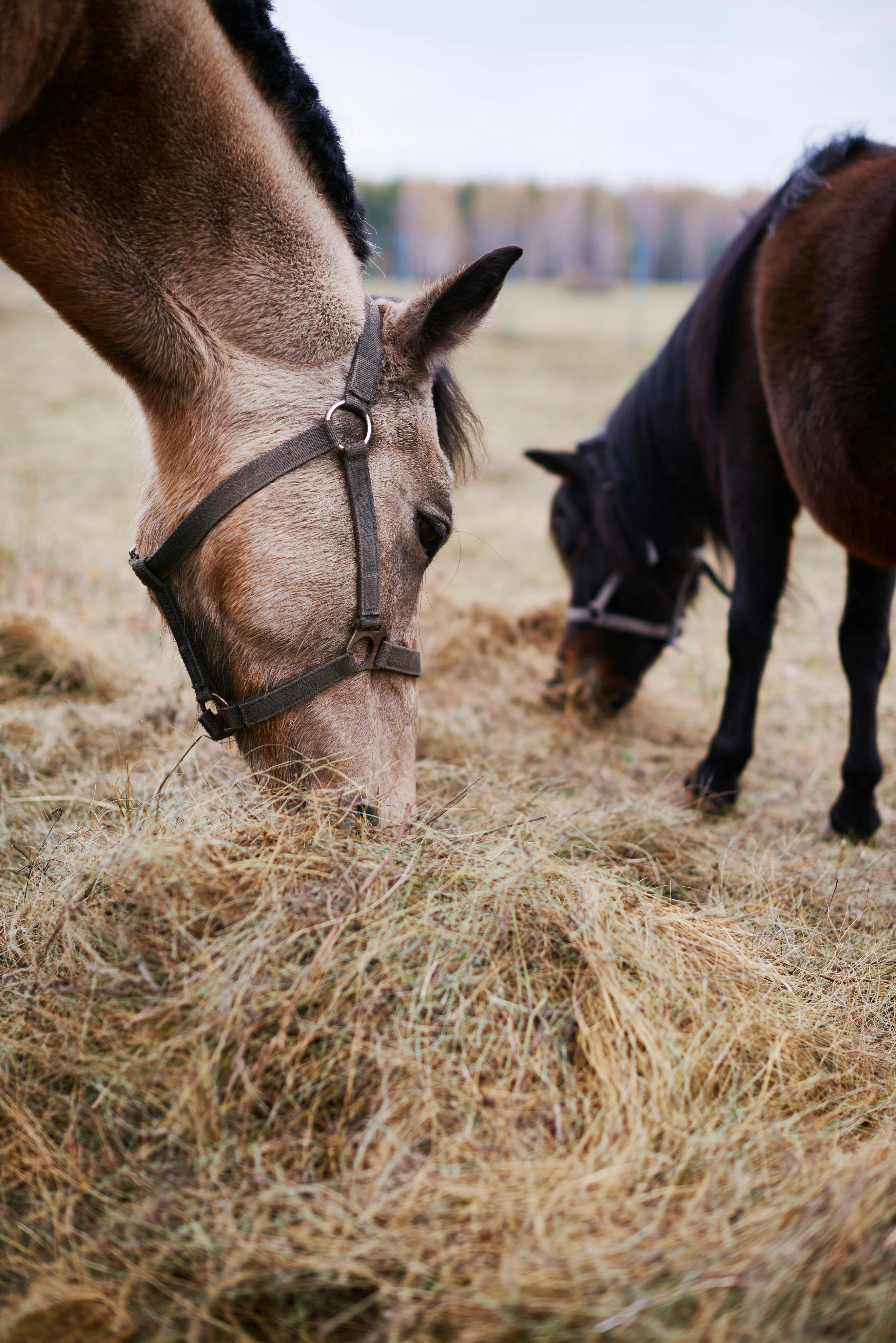 Horses