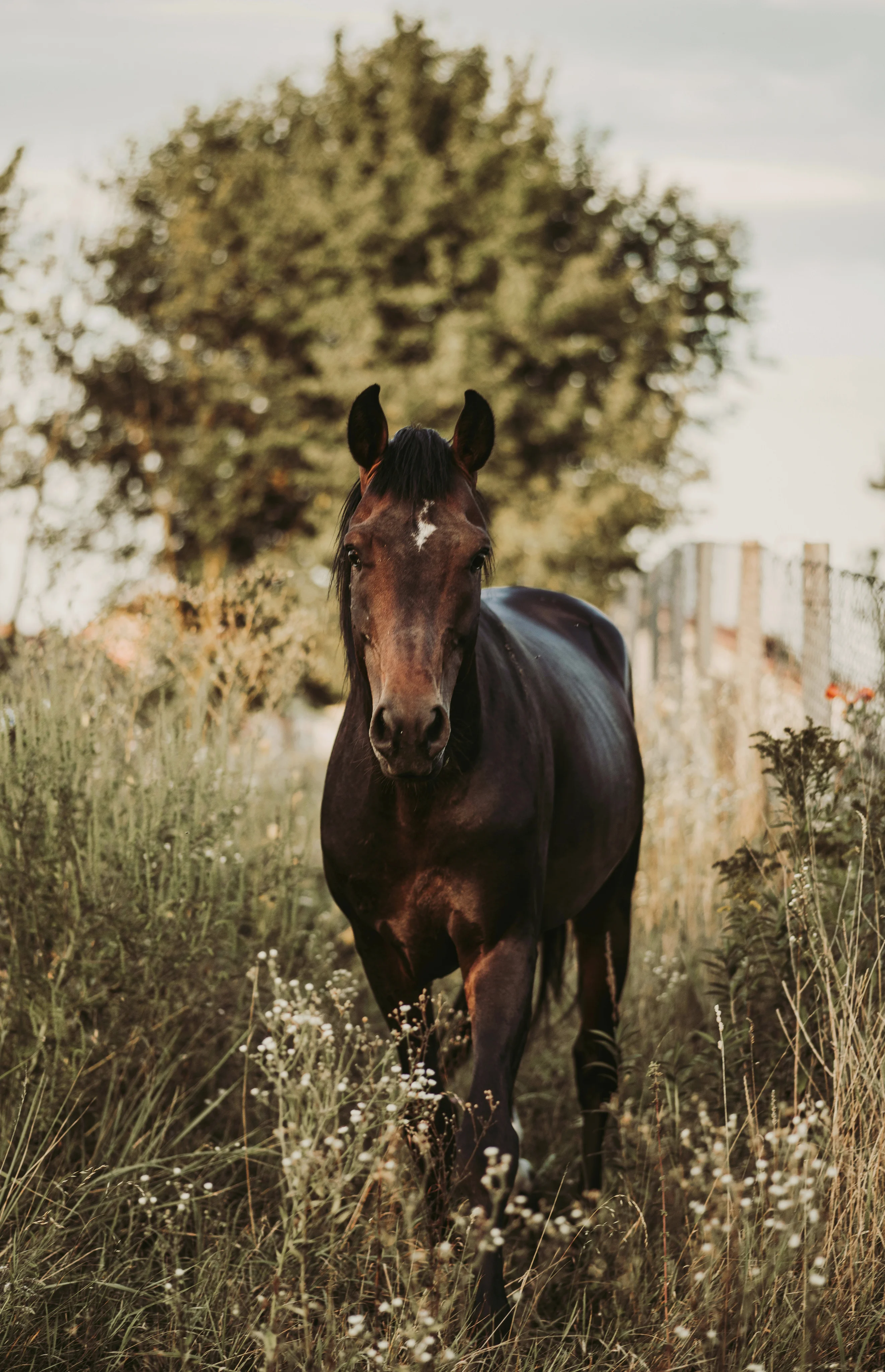 Search horses